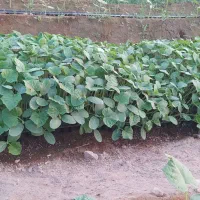 450عدد نهال خیار برای توکاری