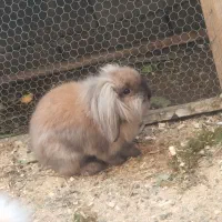 خرگوش لوپ اصیل|موش و خرگوش|آمل, |دیوار