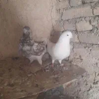 کبوتر تهرانی|پرنده|کوهدشت, |دیوار