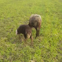 گوسفند وره مار بره نر|حیوانات مزرعه|قائمشهر, |دیوار