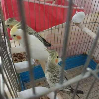 جوجه۳ماهه ویکونیم ماهه ویک جفت مولد بفروش می رسد.|پرنده|الوند, |دیوار