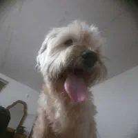 واگذاری سگ پاکوتاه شیتزو|سگ|اردبیل, |دیوار