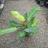 فیلودندرون پرتقالی|گل و گیاه طبیعی|تهران, عباسآباد|دیوار