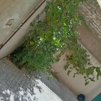 فروش آپارتمان ۱۰۰ متری ۲ خوابه همکف در شهید مطهری|فروش آپارتمان|مشهد, شهید مطهری|دیوار
