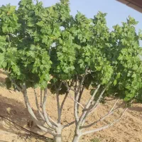 قلمه درخت انجیر درجه 1 استهبان