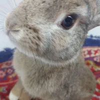 خرگوش|موش و خرگوش|ورامین, ورامین|دیوار