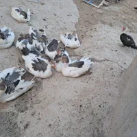 غازمحلی
