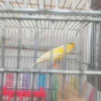 قناری نربادهن.بخون. مست|پرنده|اردبیل, |دیوار