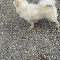 واگذاری سگ پاکوتا