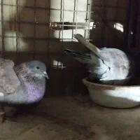 سه جفت کفتر دهن خورده به شرط