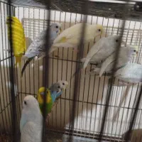 هشت عدد مرغ عشق