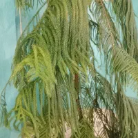 کاج مطبق سالم قد ۲ متر و هشتاد