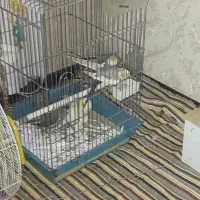 گمشده عروس هلندی گل باقالی|حیوانات|اصفهان, تیران|دیوار