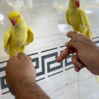 مهد ملنگو . ملنگوی رنگی|پرنده|تهران, هفت حوض|دیوار