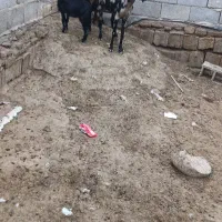 بزدوقلو
