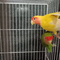 جفت کوتوله صورت هلویی