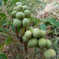 فروش نهال ضمانتی گردو بادام هلو گیلاس زردآلو