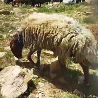 یک عدد قوچ