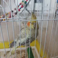 طوطی عروس هلندی