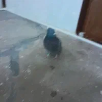 کبوتر|پرنده|بیستون, |دیوار