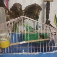 یه عددمرغ عشق