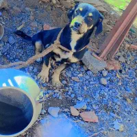 واگذاری سگ|سگ|نرماشیر, |دیوار