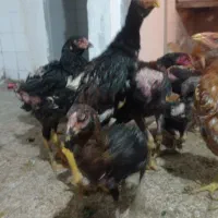 جوجه خروس لاری دنگ بالا|حیوانات مزرعه|تهران, دهم فروردین|دیوار