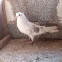 کبوتر تکپریکجایی|پرنده|گمیشان, |دیوار