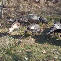 بوقلمون|پرنده|مشگین شهر, |دیوار