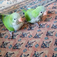 جوجه راهب55روزه