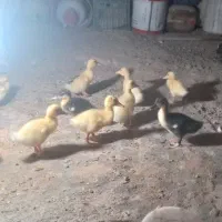 جوجه اردک دو رگه