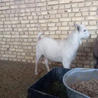 فروش 3تا کره چپیش