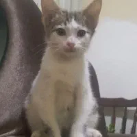 بچه گربه 3ماهه|گربه|کلاله, |دیوار