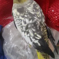 هلندی ماده ) دیر