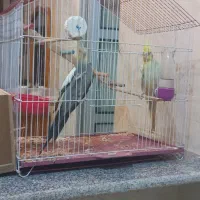 فروش عروس هلندی