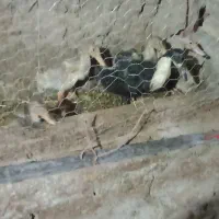 جوجه اردک|حیوانات مزرعه|مشگین شهر, |دیوار