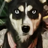 سگ هاسکی ماده چشم ابی با 7عدد توله