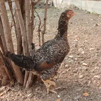 فروش۲ عدد خروس لاری  ۱۸ ماه  و مرغ تخم گذار  لاری