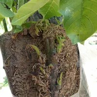 پیوند زنی درخت گردو به صورت تخصصی وحرفه ای|خدمات باغبانی و درختکاری|نجف‌آباد, شیخ بهایی|دیوار