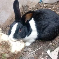 خرگوش فروشی