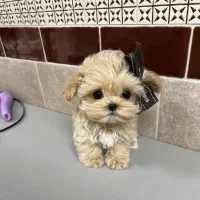 سگ مو وز وزی