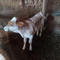 ...|حیوانات مزرعه|تخت سلیمان, |دیوار