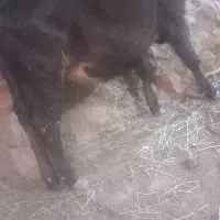 گوساله