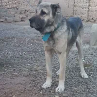 سگ سرابی|سگ|لالجین, |دیوار