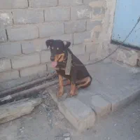 دوبرمن سحرایی|سگ|بهبهان, |دیوار