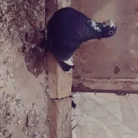 سیاه پلنگ|پرنده|بافق, |دیوار