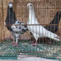 تعدادی کبوتر