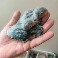 کوتوله سرلاکی