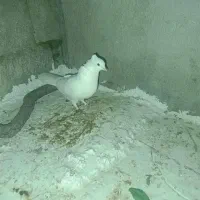 سلام فروش یک جفت کبوتر طوقی