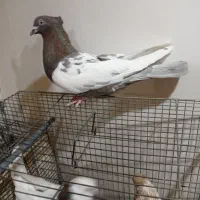 کبوتر طوقی سینه ای یاهو رنگی|پرنده|قم, علی آباد سعدگان|دیوار